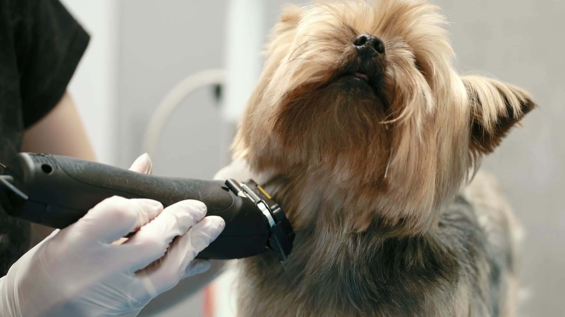 GroomGuard